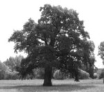 Drzewo rodziny Butlerów linia Garryhundon Tabela 7-3